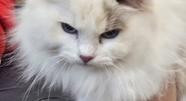 MIĘDZYNARODOWA WYSTAWA KOTÓW RASOWYCH