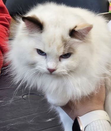 MIĘDZYNARODOWA WYSTAWA KOTÓW RASOWYCH